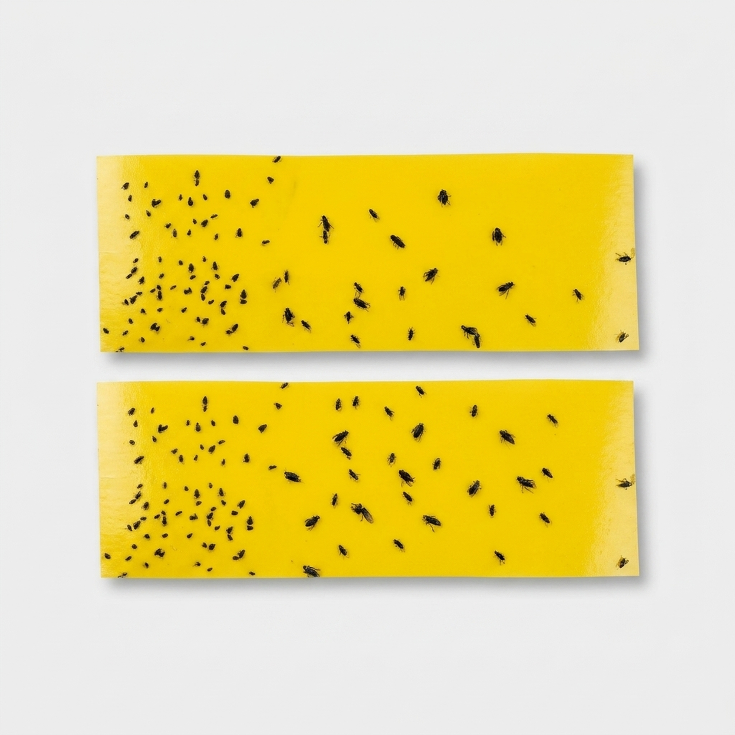 LISTINGOPT::kovosis::sticky-outdoor-insect-barrier-tape-protects-plants::04-closeup