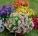 Artificial Flowering Plants With Lasting Charm