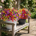 LISTINGOPT::kovosis::artificial-flowering-plants-with-lasting-charm::variant-unique-07002583146a64