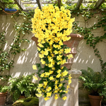 LISTINGOPT::kovosis::cascading-orchid-flowers-for-sculptural-elegance::variant-unique-c0df2676f49374