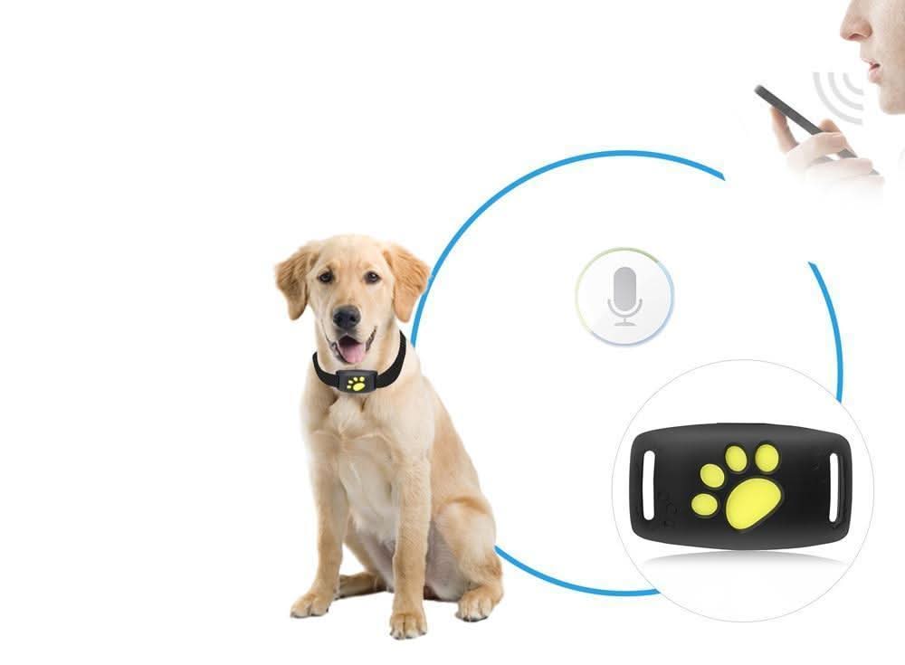 Cat GPS Tracker – Real-Time Tracking Without Fees