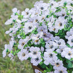 Artificial Flowers For Allergy-Free Color