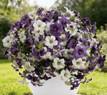 Outdoor Petunia Vase For Effortless Color